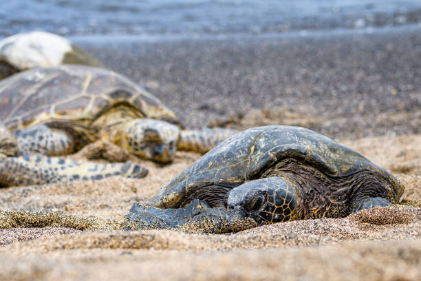 istock Green Sea Turtles 969881466