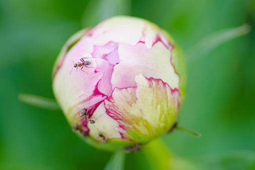small ant on a closed flower bud on blur green backgrounds