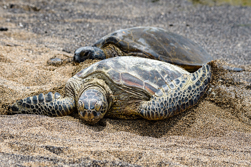 Hawaiian Green Sea Turtles pulled up out of the Pacific Ocean resting on a sandy beach, one flapping sand onto its shell, Kaloko-HonoKohau National Park, Hawaii