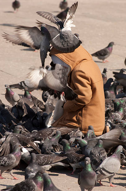 istock Attack of the pigeons 96988205