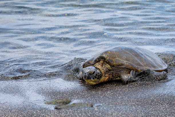 istock Green Sea Turtles 969882054