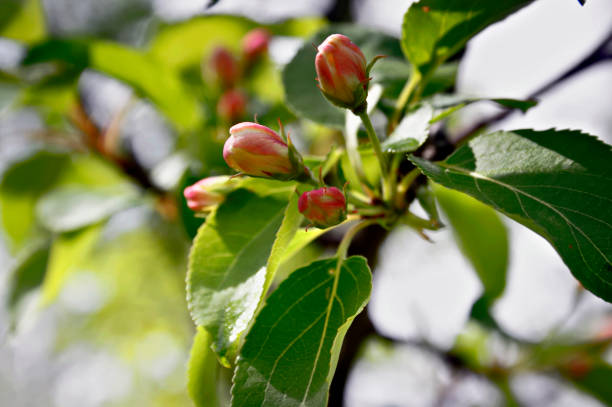istock Flower buds of apple 969882208