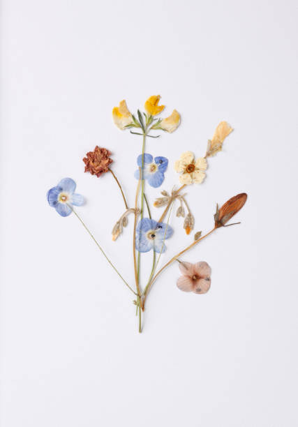 istock Dried flower bouquet 969884268