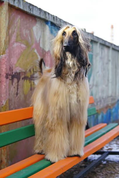 lévrier afghan en restant sur un banc en bois dans un parc de chien de ville au printemps - afghan dog photos et images de collection