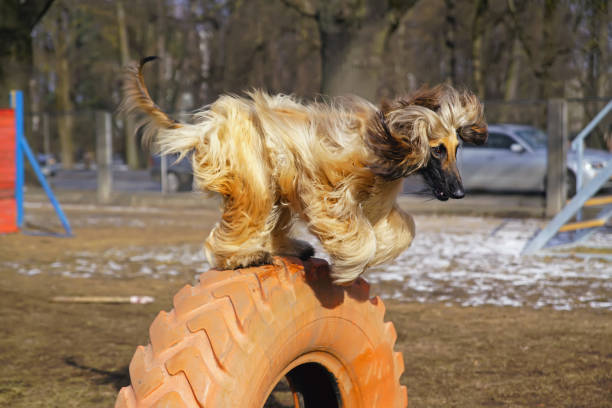 active lévrier afghan, sautant d’un gros pneu dans un parc de chien de ville au printemps - afghan dog photos et images de collection