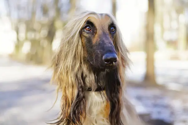 The portrait of an Afghan hound posing outdoors in spring