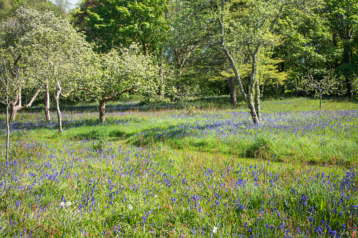 A carpet of bluebells flowering in an ancient orchard.