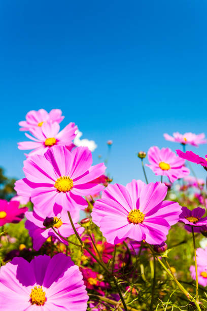 cosmos flores el día hermoso - autumn blue botany clear sky fotografías e imágenes de stock