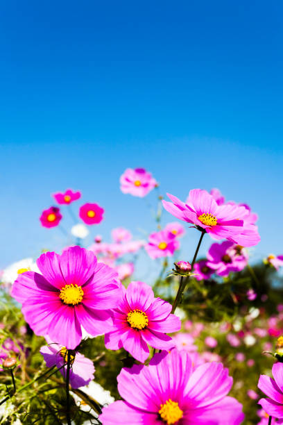Cosmos Flowers On The Beautiful Day