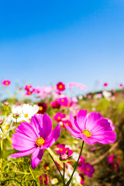 istock Cosmos Flowers On The Beautiful Day 969887252
