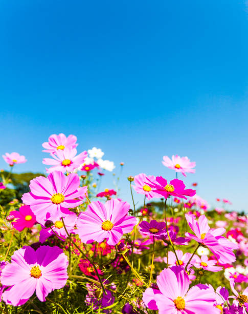 istock Cosmos Flowers On The Beautiful Day 969887256