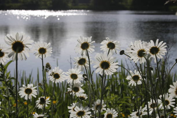istock Daisies at Middleton Water Park 969890784