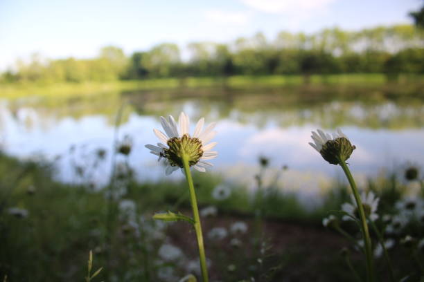istock Daisies at Middleton Water Park 969890816