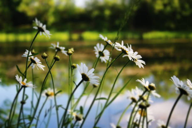 istock Daisies at Middleton Water Park 969890834
