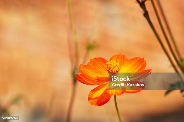 Folower Naranja Foto de stock y más banco de imágenes de Agricultura - Agricultura, Aire libre, Amarillo - Color