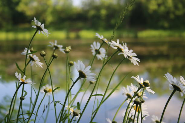 istock Daisies at Middleton Water Park 969892930