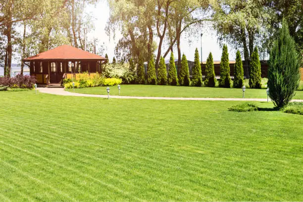 Freshly mowed rows of green lawn at country residence with summerhouse. Hedge of fresh cedars. Landscape design and gardening concept.