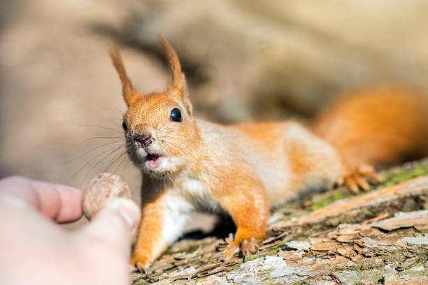 istock Close up of adults hand feeding squirrel forest 969893668