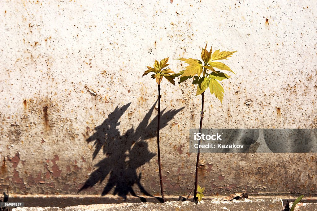 Fiori sul muro - Foto stock royalty-free di Agricoltura