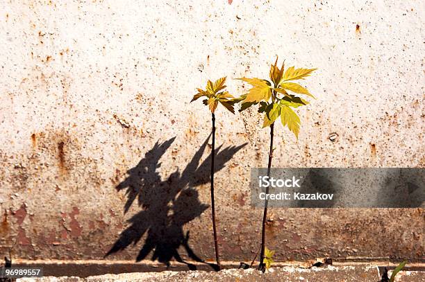 Fiori Sul Muro - Fotografie stock e altre immagini di Agricoltura - Agricoltura, Ambientazione esterna, Ambiente