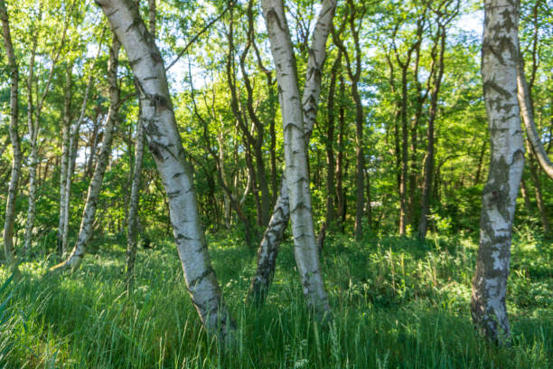 Peaceful and idyllic view of birch trees, Bornholm, Denmark on a day in summer stock photo