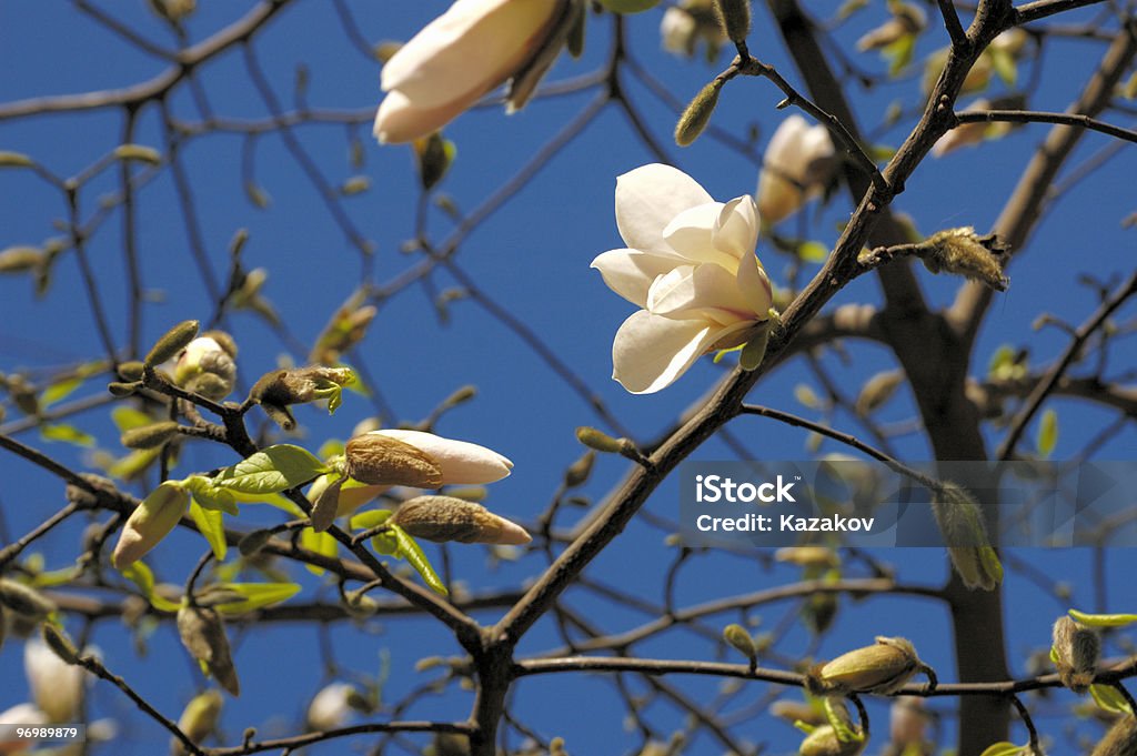 Kwitnących magnolia drzewa - Zbiór zdjęć royalty-free (Bez ludzi)
