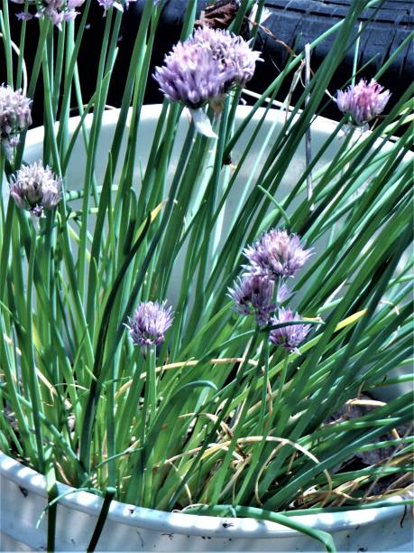 realeza livre fotografia - cinco galão plástico balde de cebolinha - jardins do recipiente - perfumado e saboroso cebolinha crescendo no quintal balde jardim - in bloom - verde jardim cebolinha crescendo - jardim cebolinha fornecem o tempero de cebola pa - chive allium flower cultivated herb - fotografias e filmes do acervo