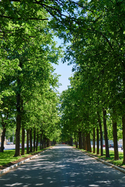 istock Alley street background with copy space. 969904170