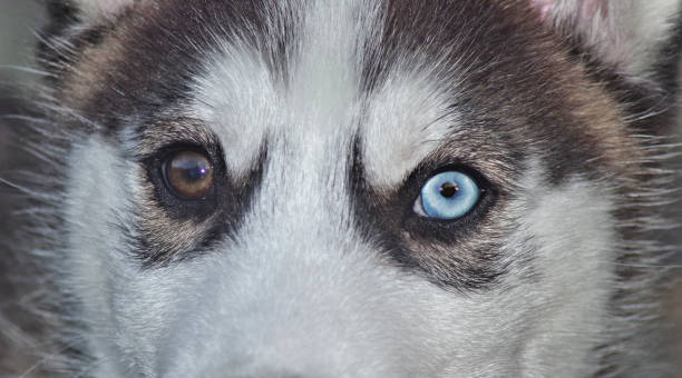 istock two color eyed dog face 969906546