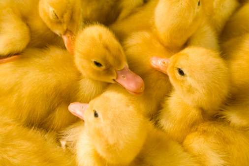 A lots of cute ducklings.