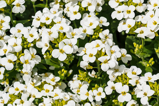 Beautiful cluster of white hesperis close-up in macro. White background of group of small flowers of nightviolet with copy space.