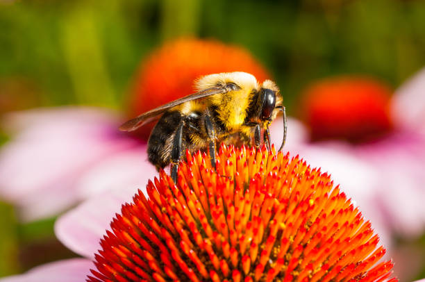 istock A bee sucking on top of a cone flower 969918224