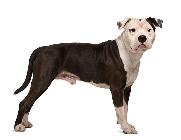 Profile of American Staffordshire Terrier, standing and looking at camera  american staffordshire terrier stock pictures, royalty-free photos & images