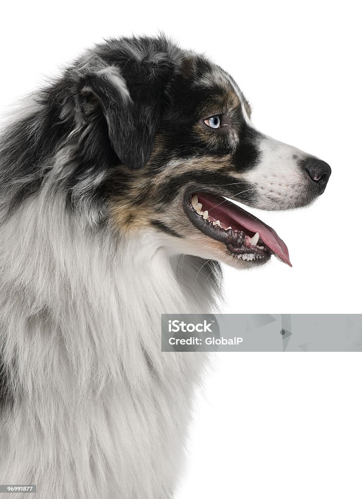 Profil de berger australien chien, Haleter - Photo de Berger australien libre de droits