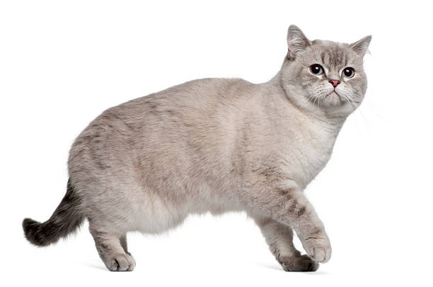 Portrait of the colorpoint British Shorthair cat