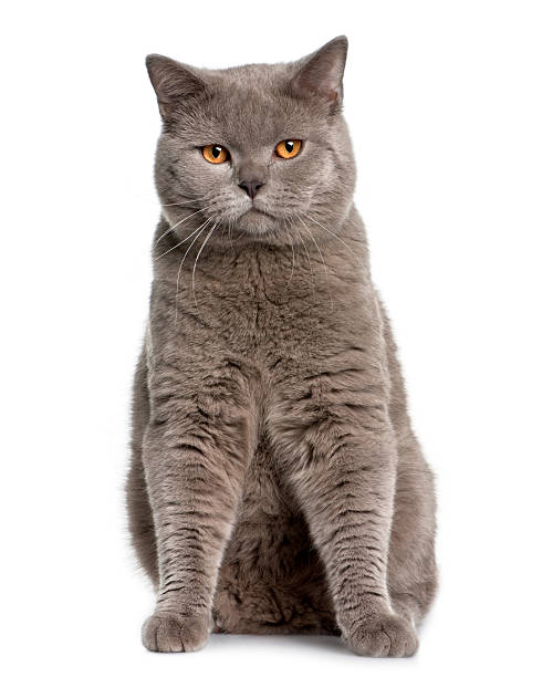 istock Front view of british shorthair sitting and looking the camera 96991906