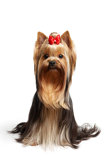 istock Yorkshire terrier with a red bow in a white background 96991910