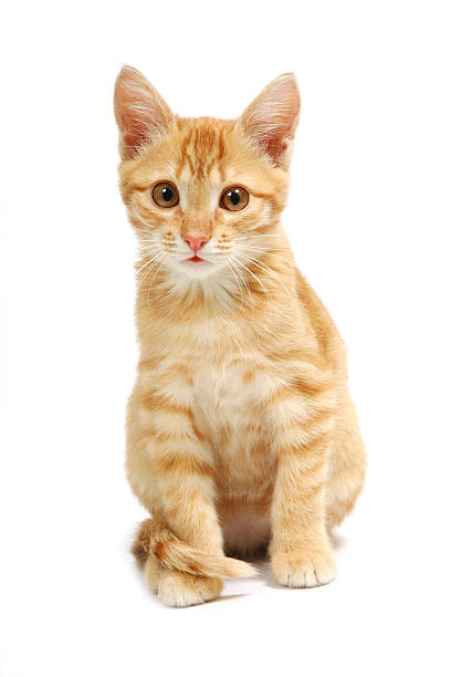 Closeup of a ginger kitten staring into the camera Ginger kitten on white background ginger cat stock pictures, royalty-free photos & images