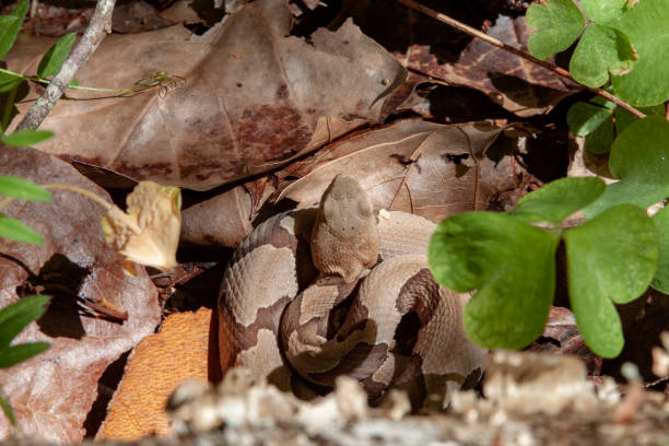 Juvenile copperhead snake Juvenile copperhead snake lying in leaves and clover near Pearl River, Louisiana. southern copperhead stock pictures, royalty-free photos & images