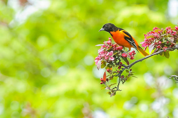 Baltimore oriole perched on a tree trunk in the forest, Canada