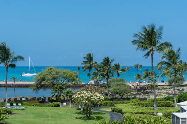 hermosa vista de costa de kohala en la isla grande de hawaii - tree wind palm tree hawaii islands fotografías e imágenes de stock