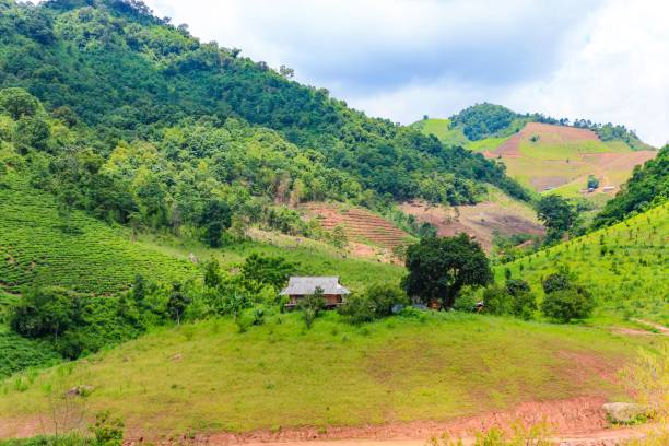 istock Amazing landscape on Moc Chau highland 969932988