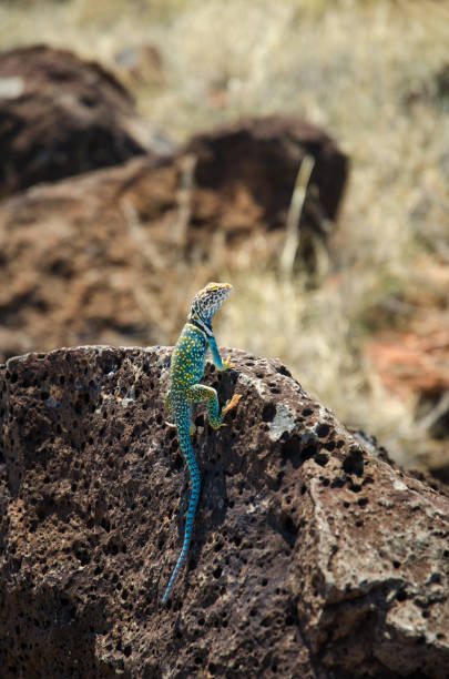 collared lizard - wupatki national monument - lizard collared lizard reptile animal imagens e fotografias de stock