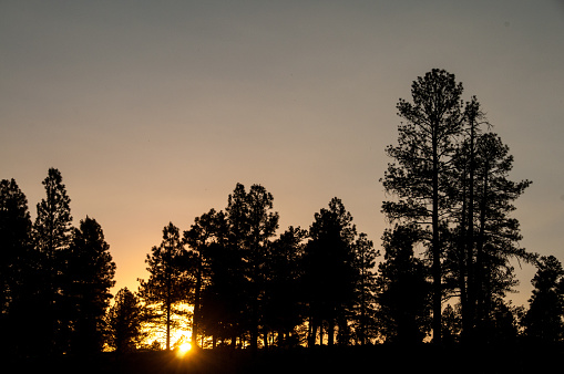 Sunset among pine trees in Tusayan village, just south of Grand Canyon, Arizona