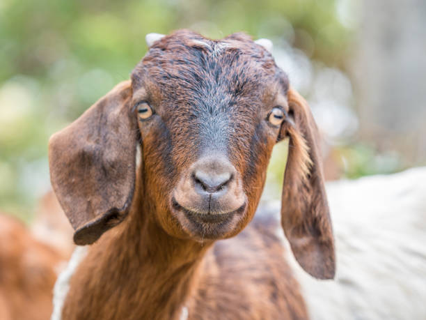 istock Portrait of a goat 969948798