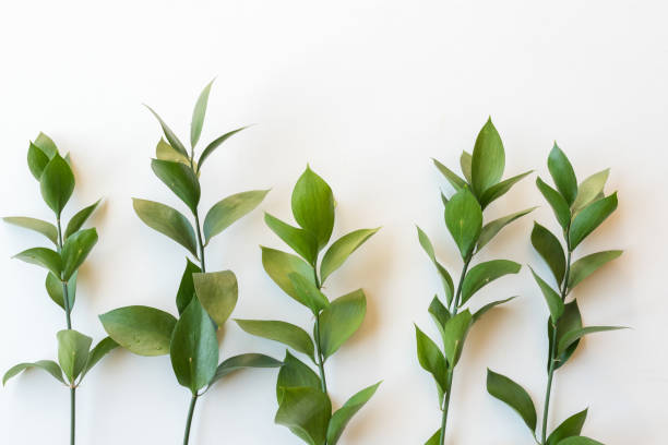 istock Green foliage on white background from above 969955088