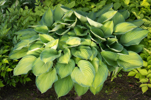 istock hosta plant with bright yellow and green leaves 969964272