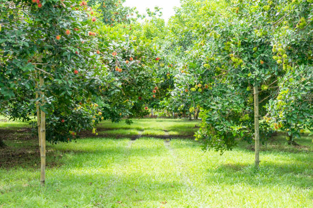 istock The rambutan orchard, tropical fruit, rambutan on tree. 969966860