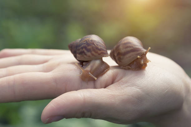 istock hand snails of ahatina sit on their hands 969967554