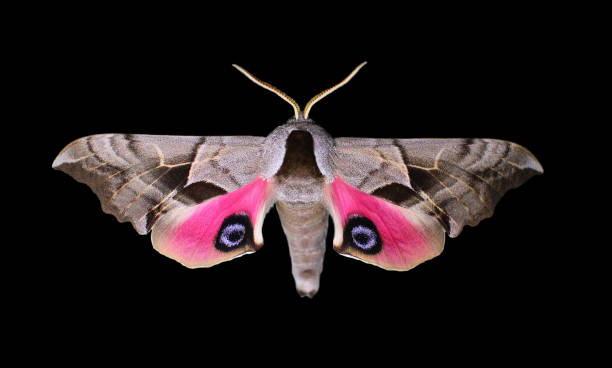 Eyed Hawk Moth with Spread Wings Eyed Hawk Moth Isolated on Black smerinthus ocellatus stock pictures, royalty-free photos & images